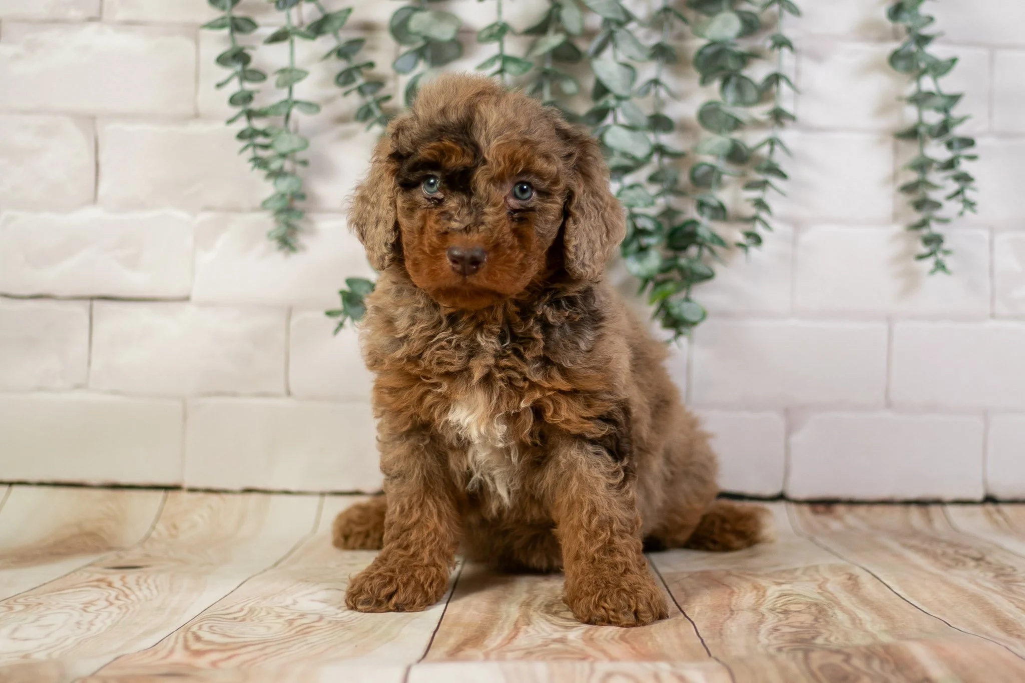 Monday - Chocolate Merle F1b Bernedoodle Male Puppy | Joley Aire